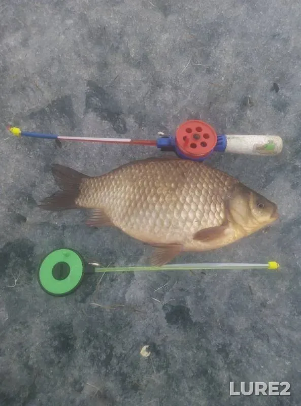 Crucian carp, Perch — Kenon, Apr 12, 2020