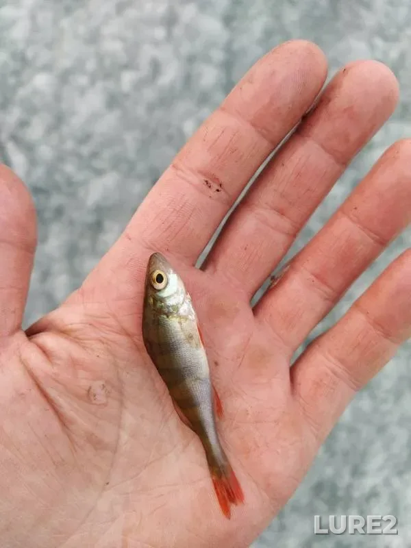 Crucian carp, Perch — Kenon, Apr 17, 2020