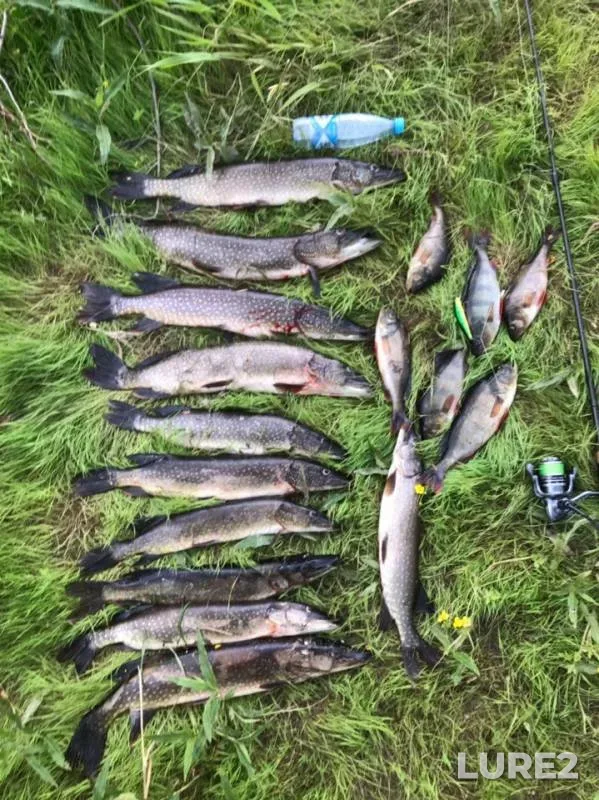Perch, Pike — protoka Mekhguntokhpasl, Jul 03, 2019