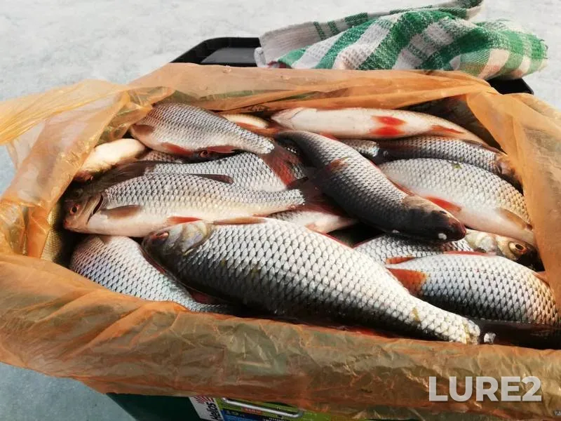 Roach — Shakshinskoye, Apr 26, 2020