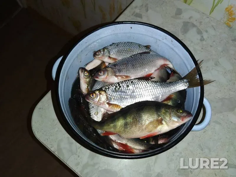 Perch, Roach — Arakhley, May 02, 2020