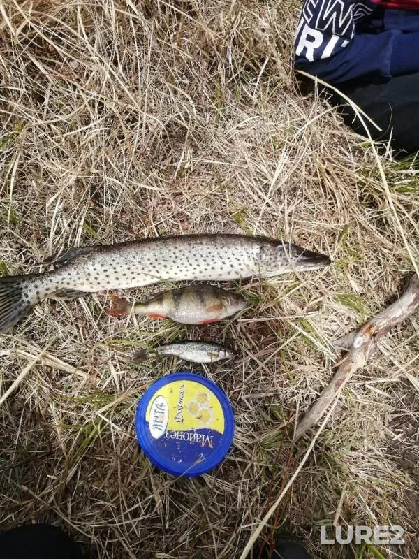 Perch, Pike — zatoplennyye karyery, May 09, 2020