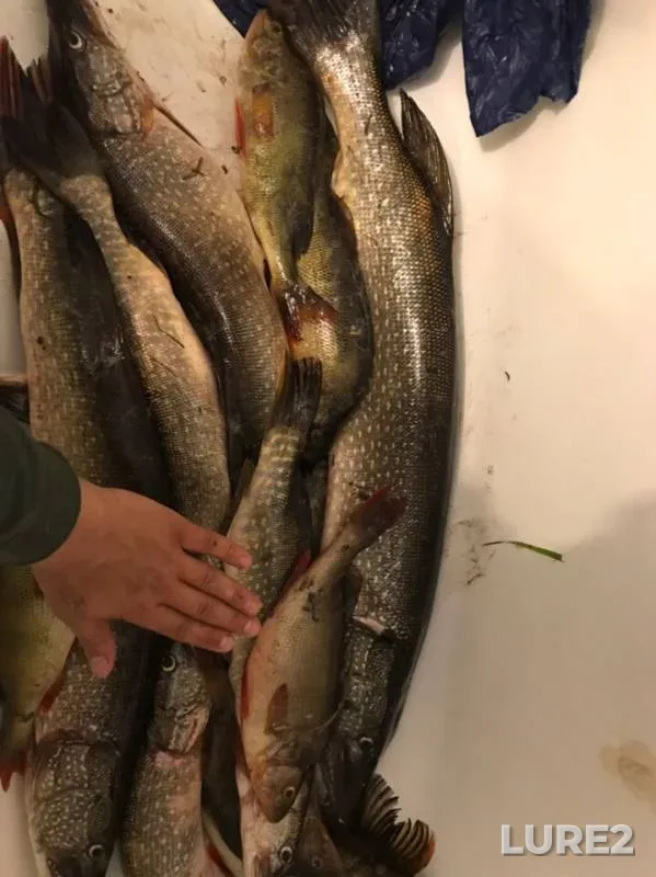 Perch, Pike — protoka Bolshaya Yuganskaya, Jul 02, 2019