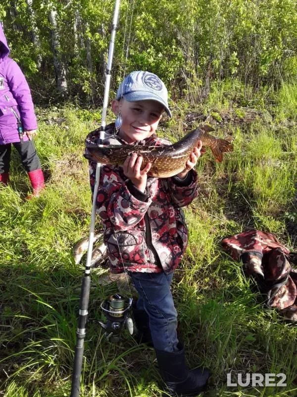 Perch, Pike — protoka Ombipasl, Jun 21, 2019