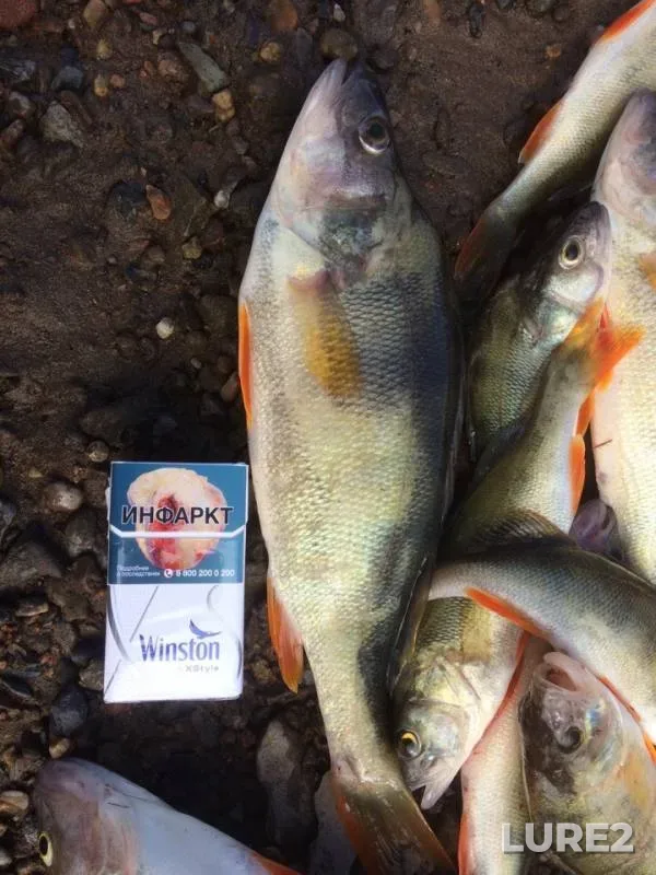 Perch — Chulym, Aug 11, 2018