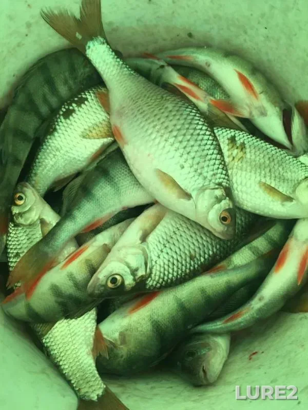 Perch, Roach — Krasnoyarskoye, Nov 26, 2019
