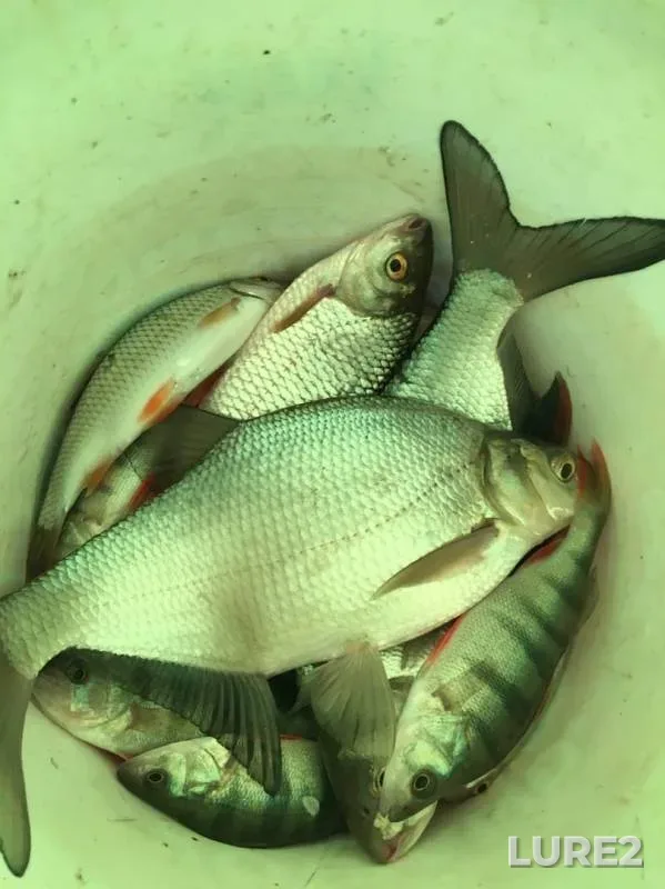 Bream, Perch — Krasnoyarskoye, Dec 03, 2019