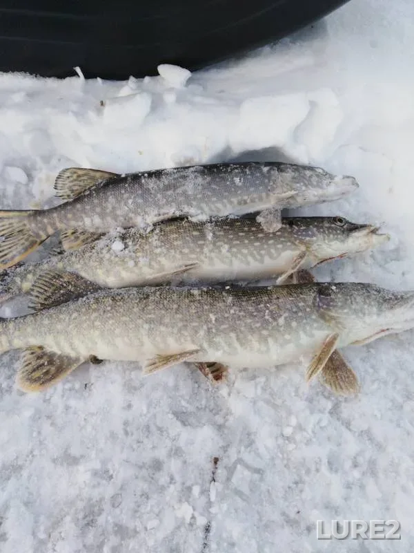 Pike — Amyl, Jan 03, 2020