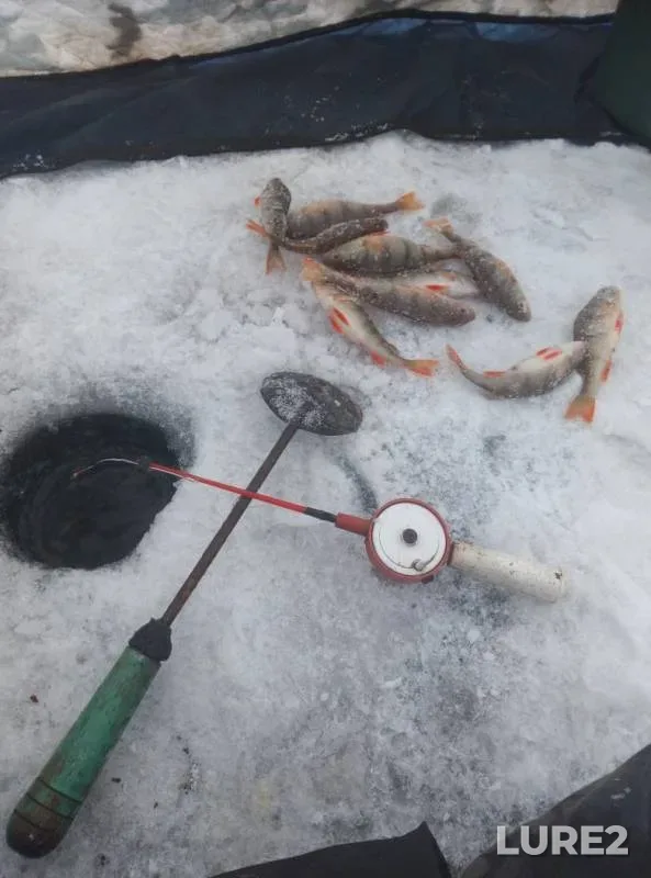 Perch — Tasheba, Jan 26, 2020