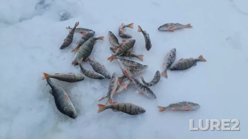 Perch — Krasnoyarskoye, Jan 26, 2020
