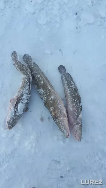 Burbot — Krasnoyarskoye, Feb 04, 2020