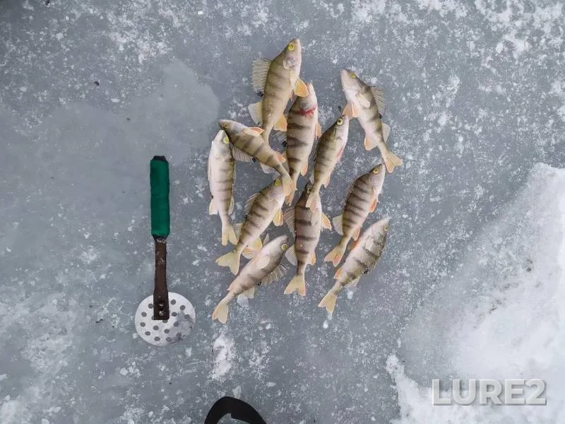 Perch — Sosnovoye, Feb 06, 2020