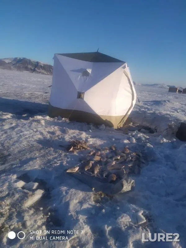 Bream, Perch — Krasnoyarskoye, Feb 11, 2020