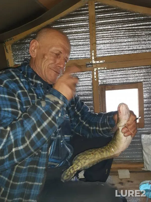 Bream, Burbot — Krasnoyarskoye, Feb 25, 2020