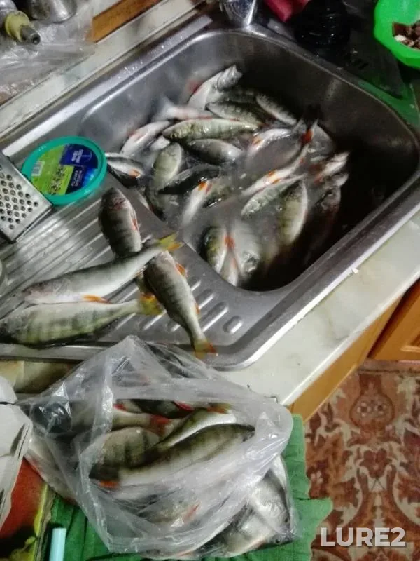 Perch — Krasnoyarskoye, Mar 15, 2020