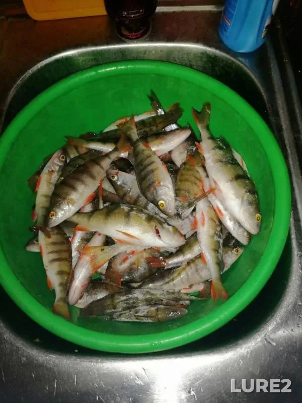 Perch — Krasnoyarskoye, Mar 16, 2020
