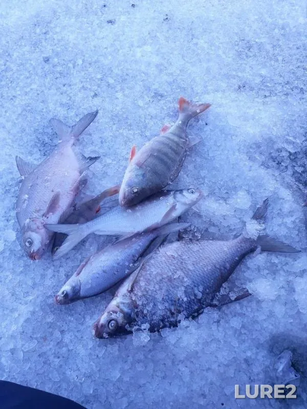 Bream, Perch — Krasnoyarskoye, Mar 31, 2020