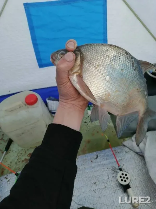 Bream, Perch — Krasnoyarskoye, Apr 01, 2020
