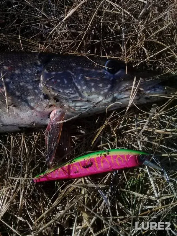 Pike — Tasheba, Apr 22, 2020