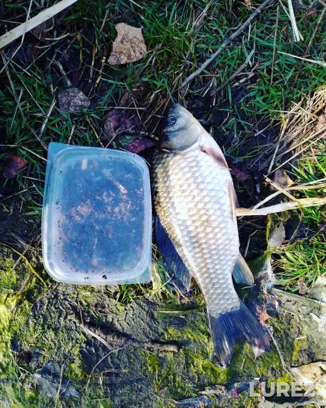 Crucian carp — Tasheba, Apr 25, 2020