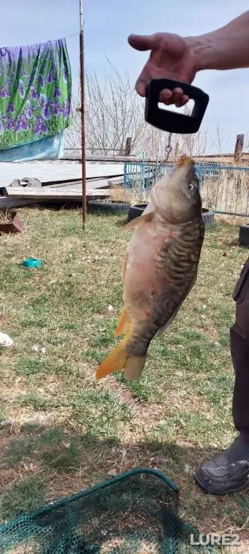 Carp — Respublika Khakasiya, Apr 25, 2020