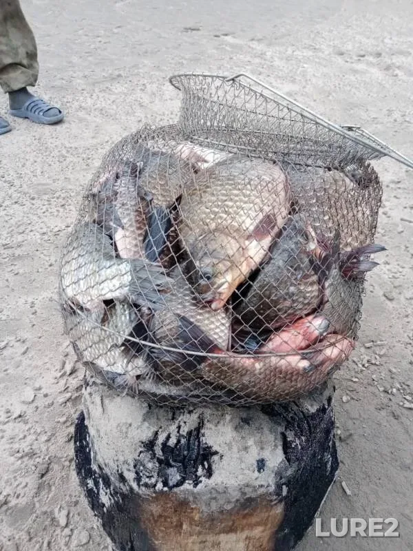 Crucian carp — Krasnoyarskoye, May 01, 2020