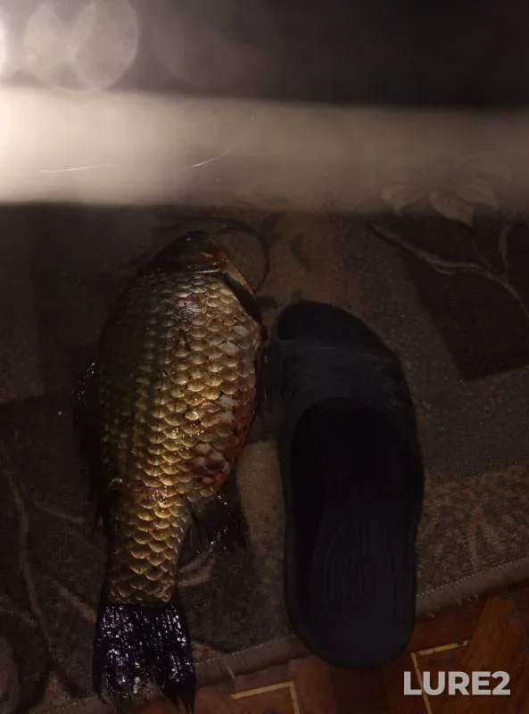 Crucian carp — Tasheba, May 02, 2020