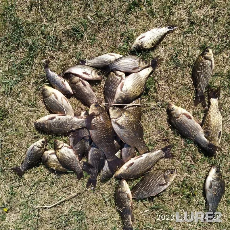 Crucian carp — Vlasyevo, May 10, 2020