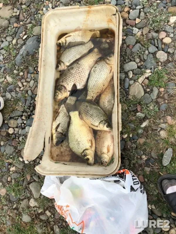 Crucian carp — Tasheba, May 02, 2020