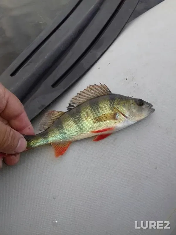 Perch — Sok, Jun 29, 2019