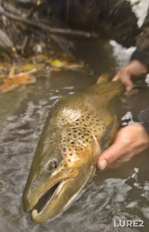 Brown trout — New York, Niagara County, Aug 17, 2018, 8:40 AM
