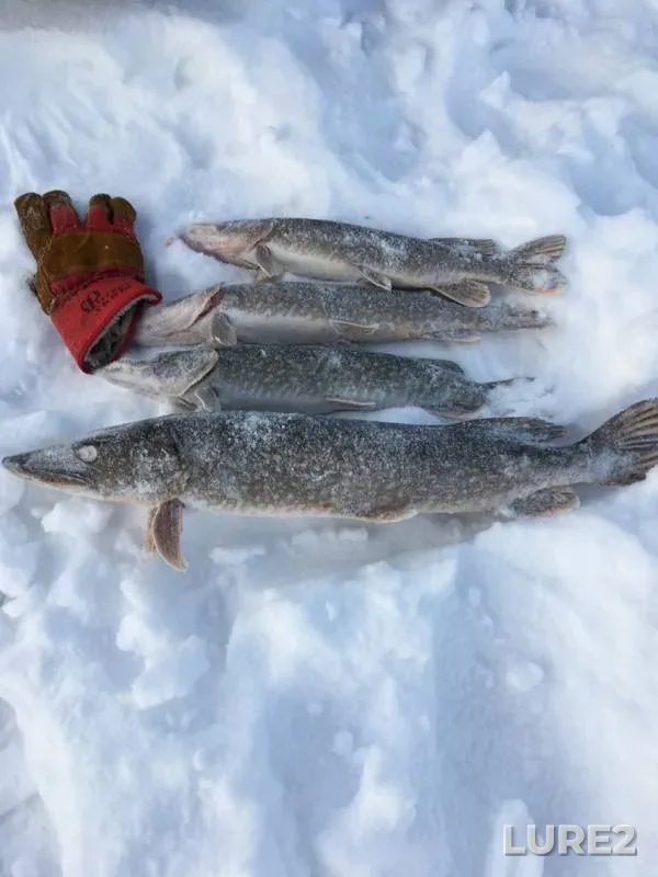 Pike — Tarsap, Nov 30, 2019