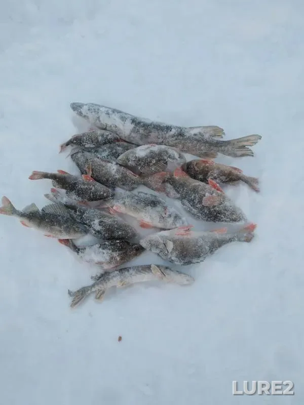 Perch, Pike — Chuknynlor, Jan 02, 2020