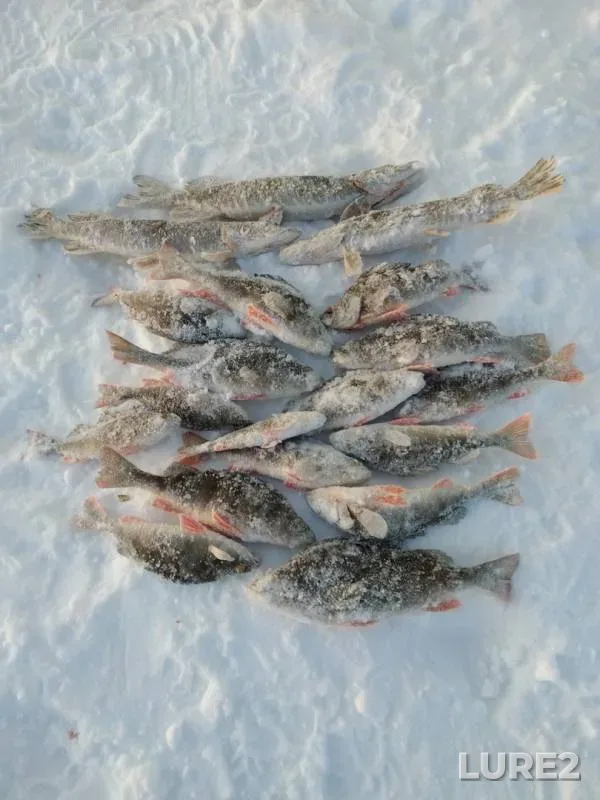 Perch, Pike — Chuknynlor, Jan 27, 2020