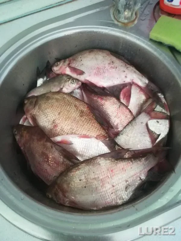 Bream — Samara, Jun 12, 2019