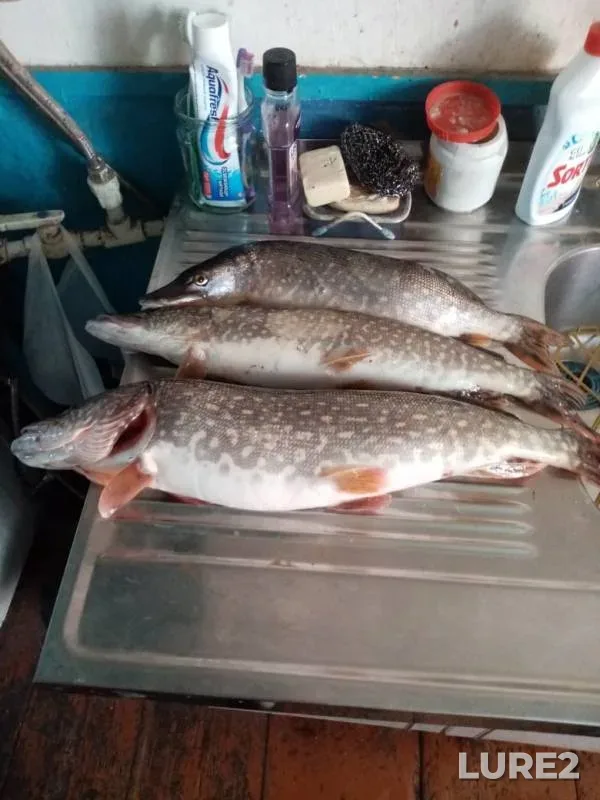 Pike — Tura, Mar 12, 2020