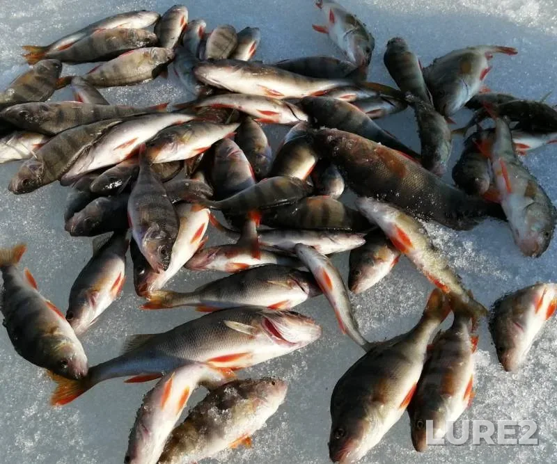 Perch — Khanty-Mansiyskiy avtonomnyy okrug — Yugra, Apr 11, 2020