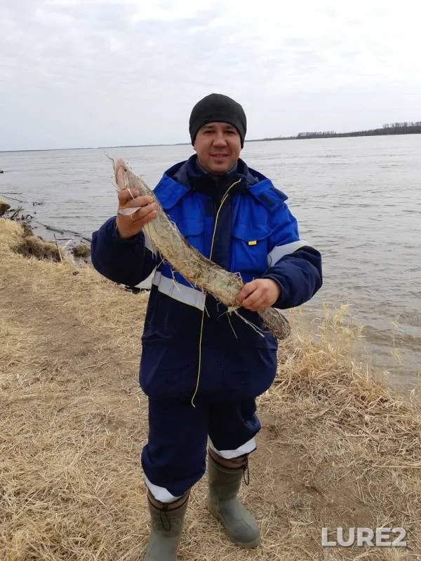 Burbot — Ob, Apr 29, 2020