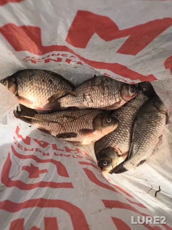 Crucian carp — Khanty-Mansiyskiy avtonomnyy okrug — Yugra, May 10, 2020
