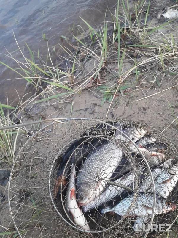 Crucian carp, Roach — Filatovskoye, May 10, 2020