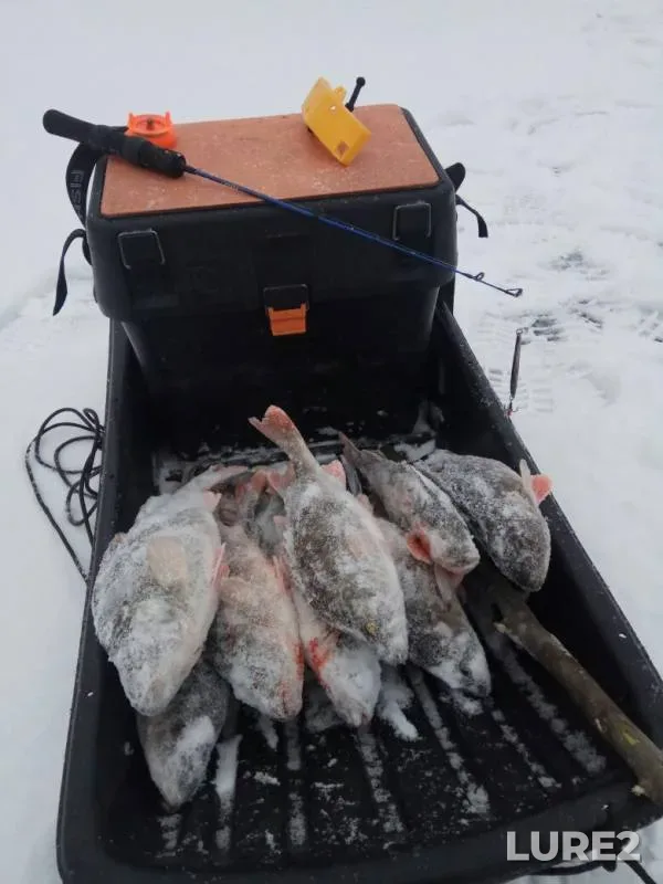 Perch — Mogilno, Feb 06, 2020