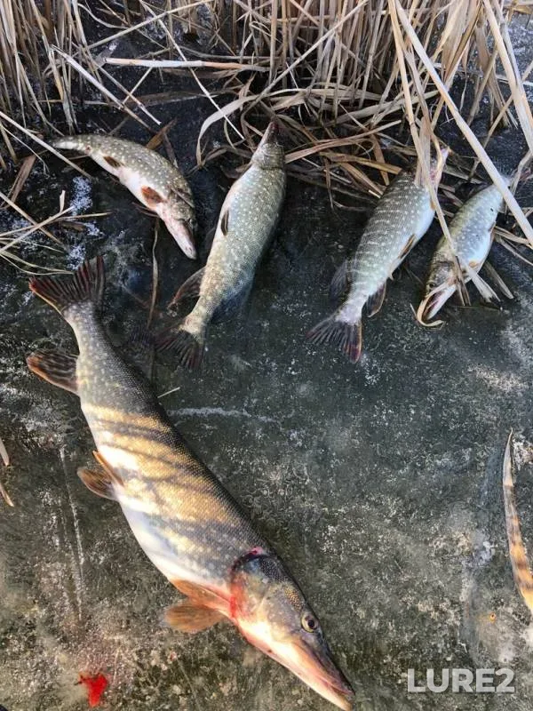 Pike — Atyrauskaya oblast, Feb 24, 2020