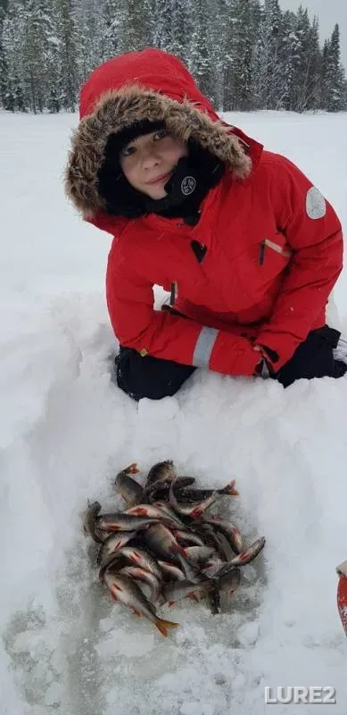 Perch — Tonkoye, Feb 24, 2020