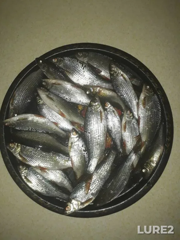 Roach — Turgoyak, Mar 01, 2020