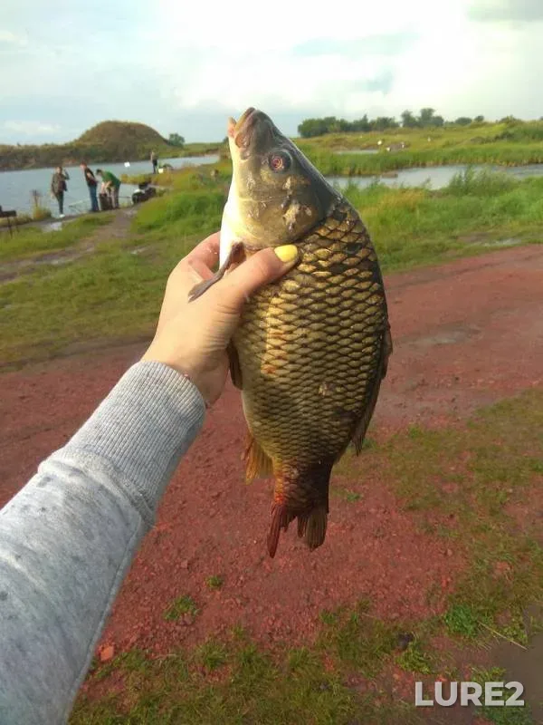 Carp — Chelyabinskaya oblast, Jul 22, 2017