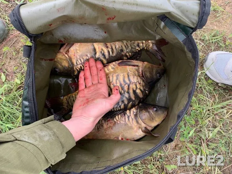 Carp — Tambovskaya oblast, Kirsanovskiy munitsipalnyy okrug, May 22, 2020