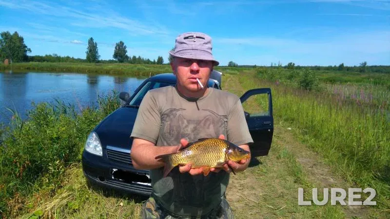 Carp — Kostromskaya oblast, Sep 11, 2016