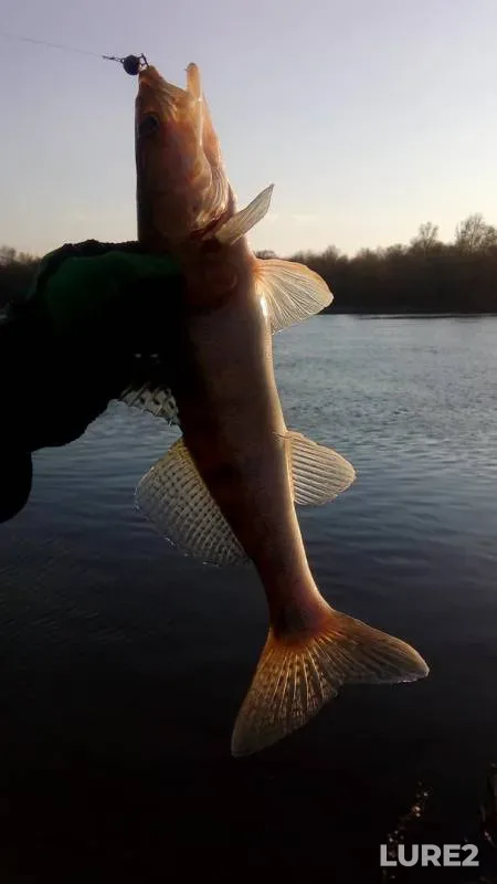 Zander — Don, Apr 13, 2017