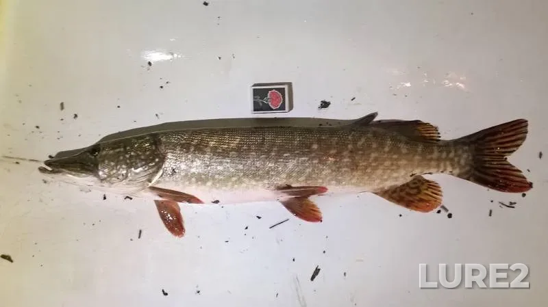 Pike — Severskiy Donets, Apr 17, 2017