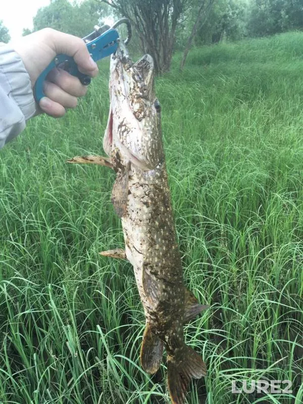 Pike — protoka Akopas, Jul 27, 2019